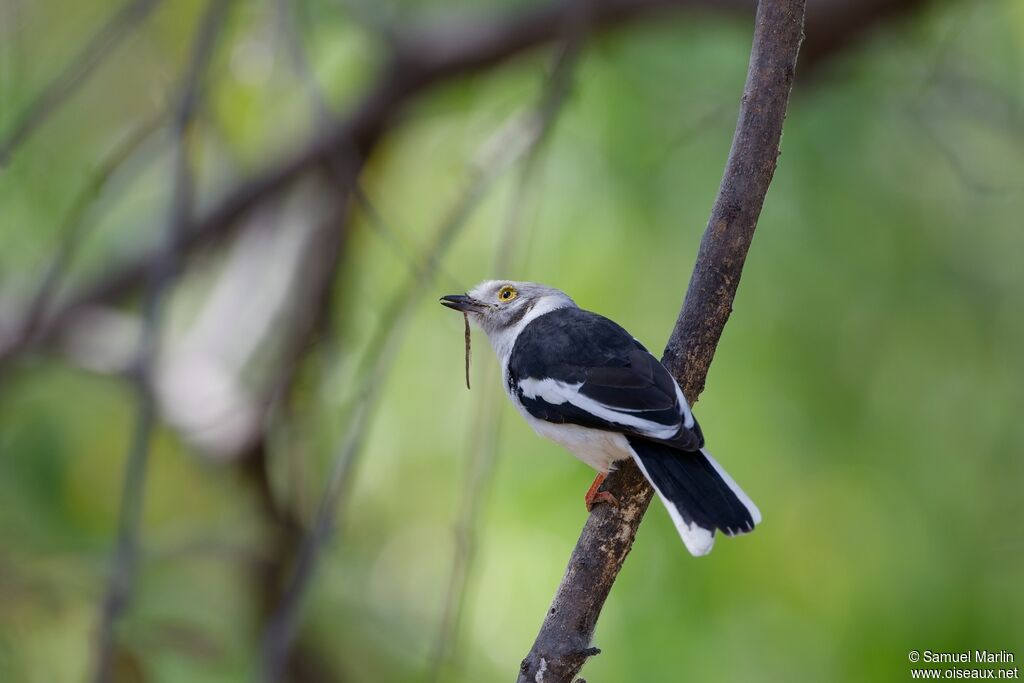White-crested Helmetshrike