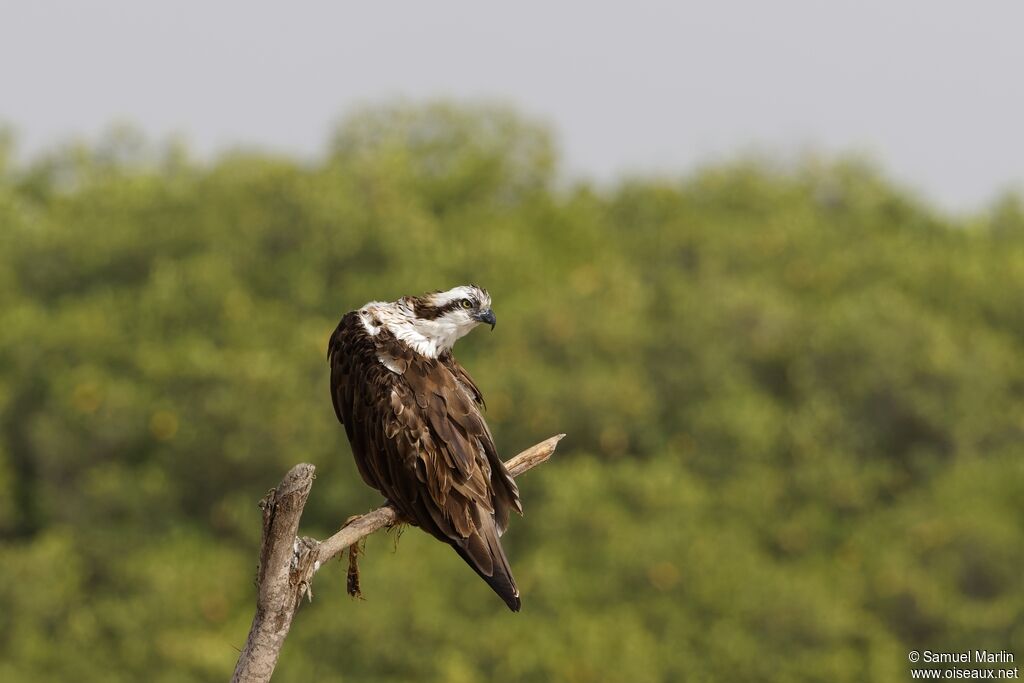 Ospreyadult