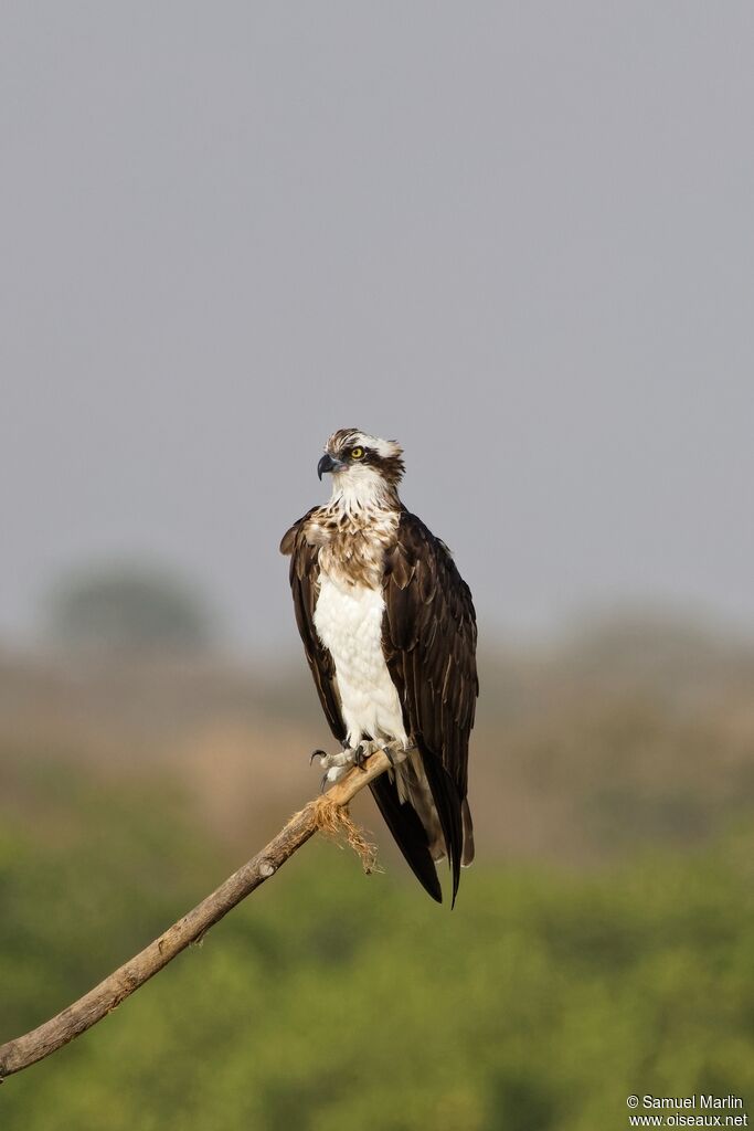 Western Ospreyadult