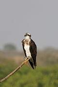 Western Osprey