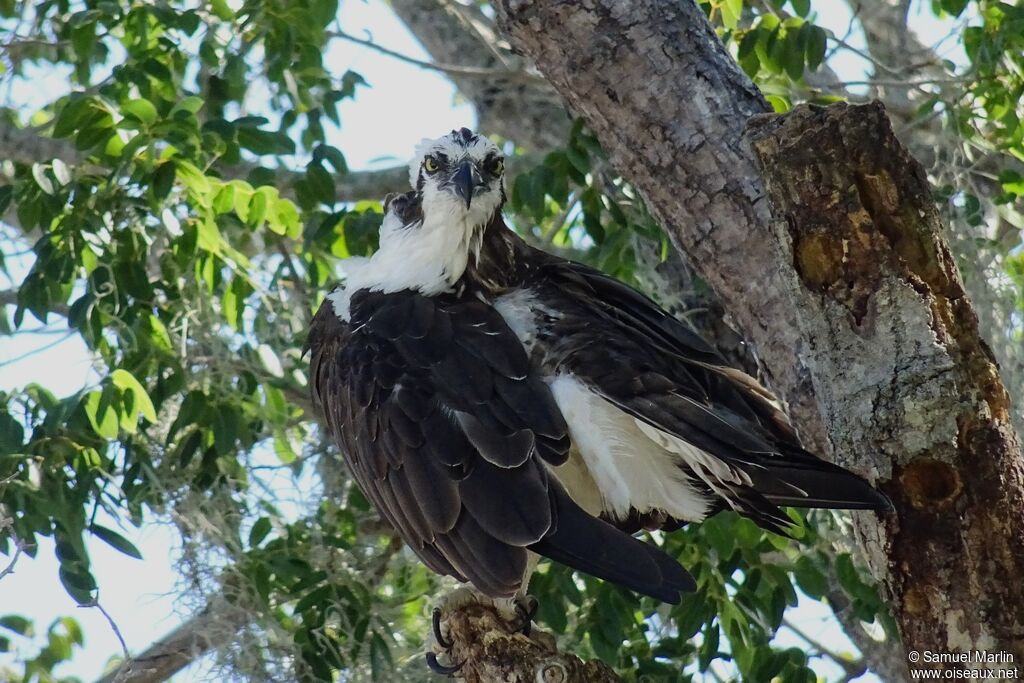 Western Ospreyadult