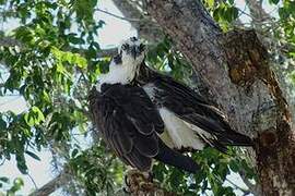 Western Osprey