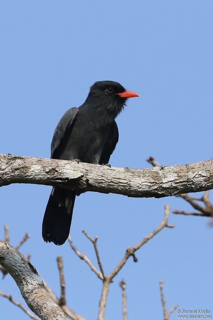 Black-fronted Nunbirdadult