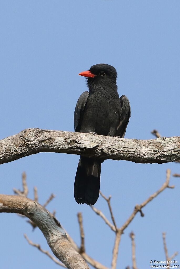 Black-fronted Nunbirdadult