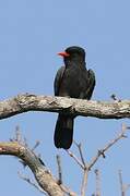 Black-fronted Nunbird