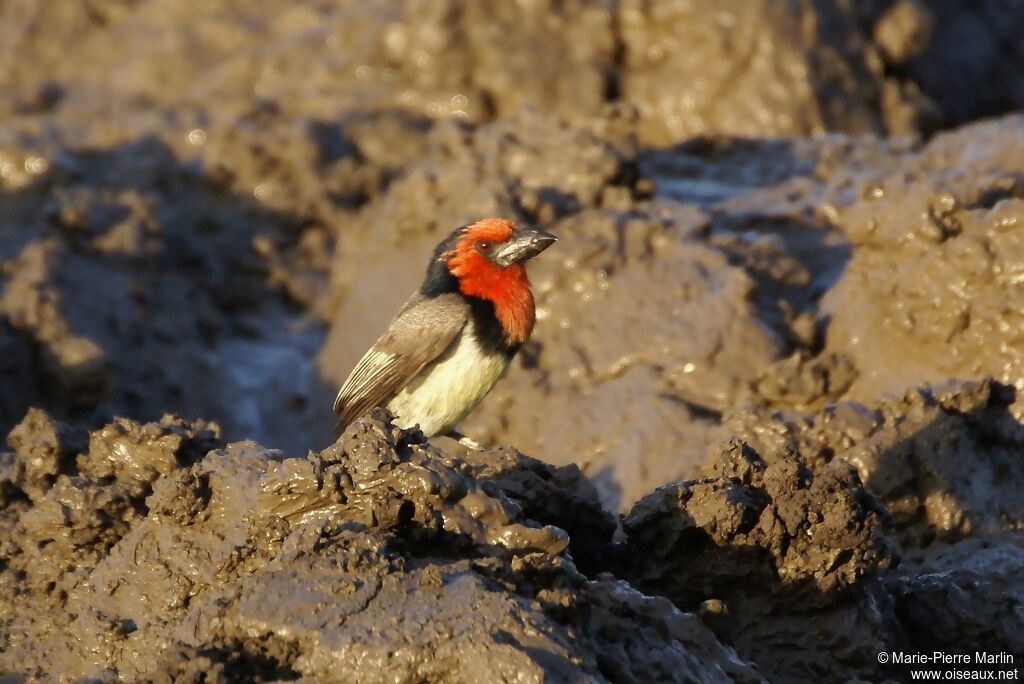 Black-collared Barbet male adult