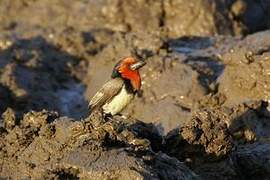 Black-collared Barbet