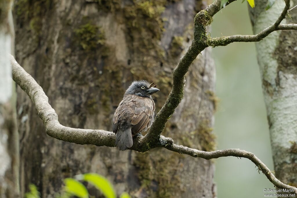 Grey-throated Barbet