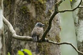 Grey-throated Barbet