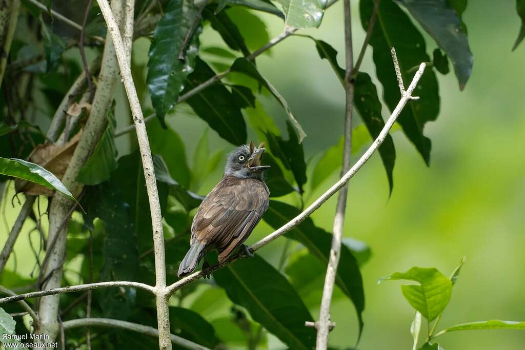 Grey-throated Barbetadult, identification