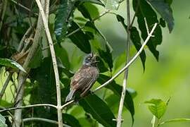 Grey-throated Barbet