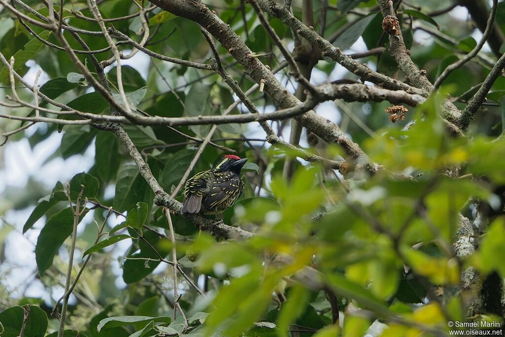 Yellow-spotted Barbet male adult