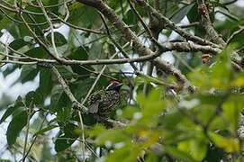 Yellow-spotted Barbet