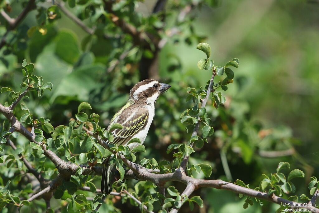 Black-throated Barbetadult