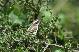 Black-throated Barbet