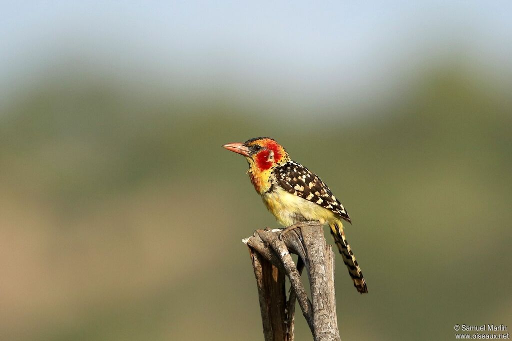 Red-and-yellow Barbet male adult