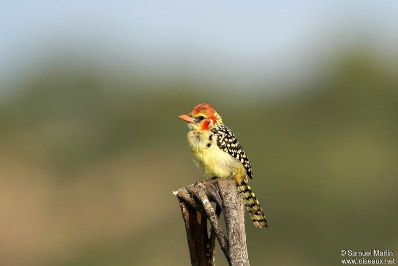 Red-and-yellow Barbet female adult