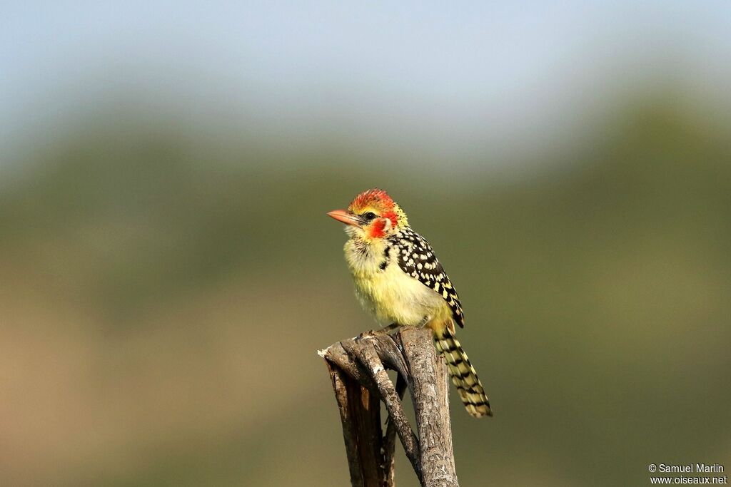 Red-and-yellow Barbet female adult