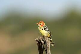 Red-and-yellow Barbet