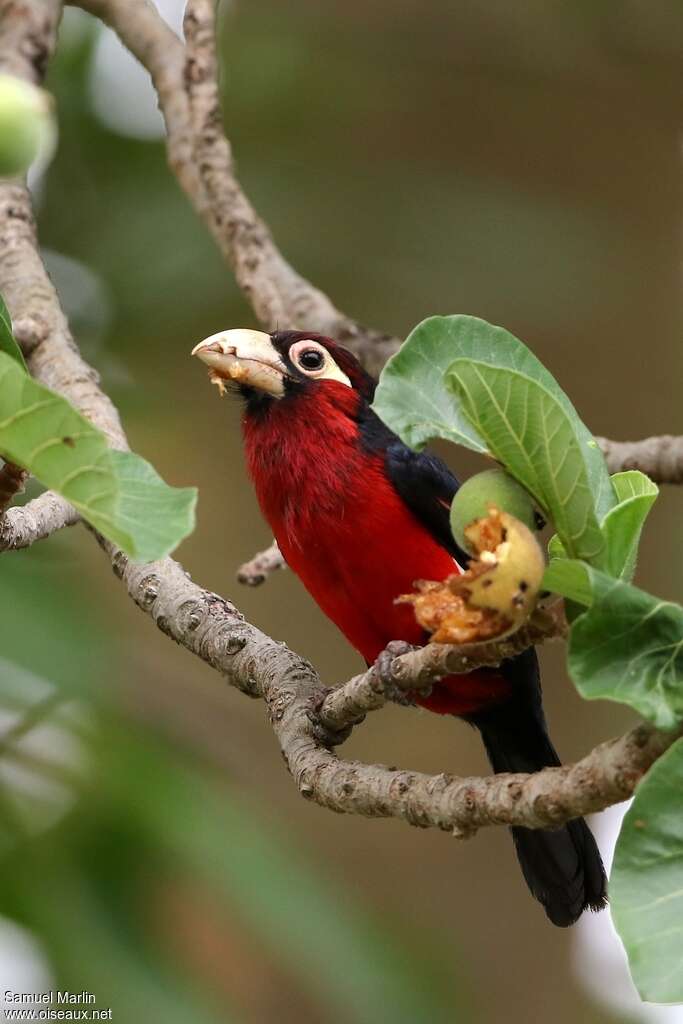 Double-toothed Barbetadult, eats