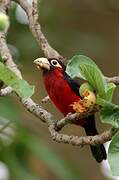 Double-toothed Barbet