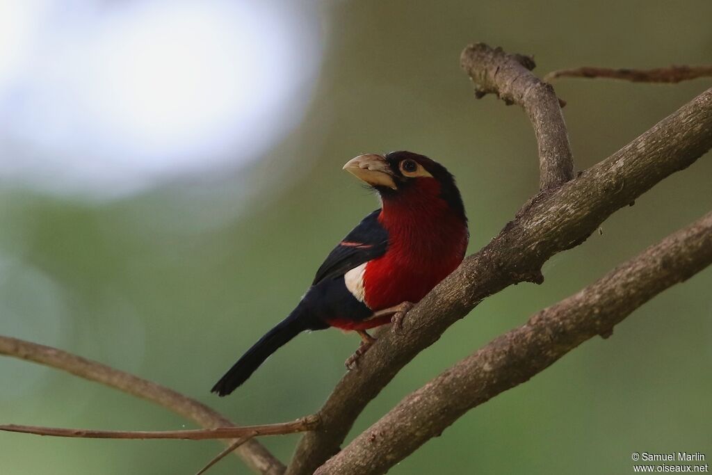 Double-toothed Barbetadult