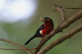 Double-toothed Barbet