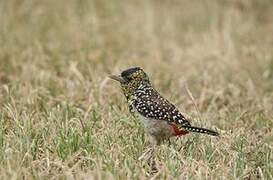 D'Arnaud's Barbet