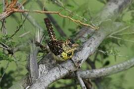 D'Arnaud's Barbet