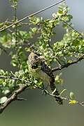 D'Arnaud's Barbet