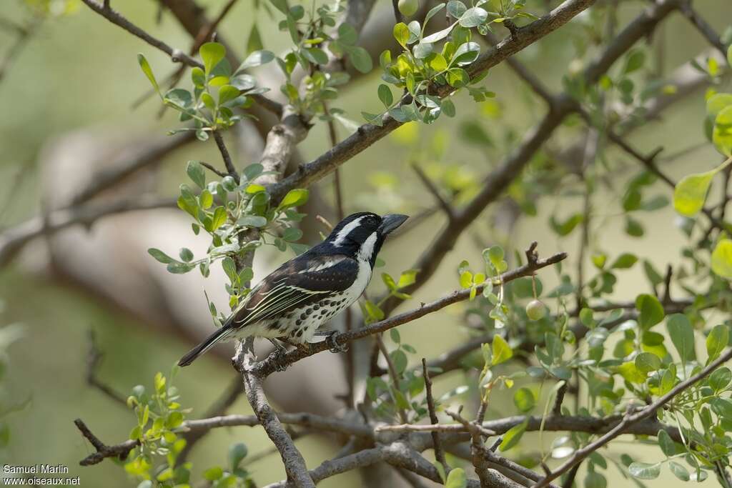 Spot-flanked Barbet female adult, habitat, pigmentation