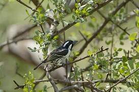 Spot-flanked Barbet