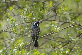 Spot-flanked Barbet