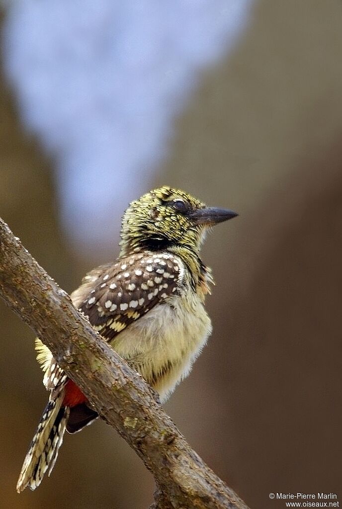 D'Arnaud's Barbet (usambiro)