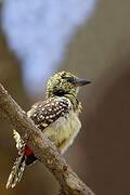 Usambiro Barbet