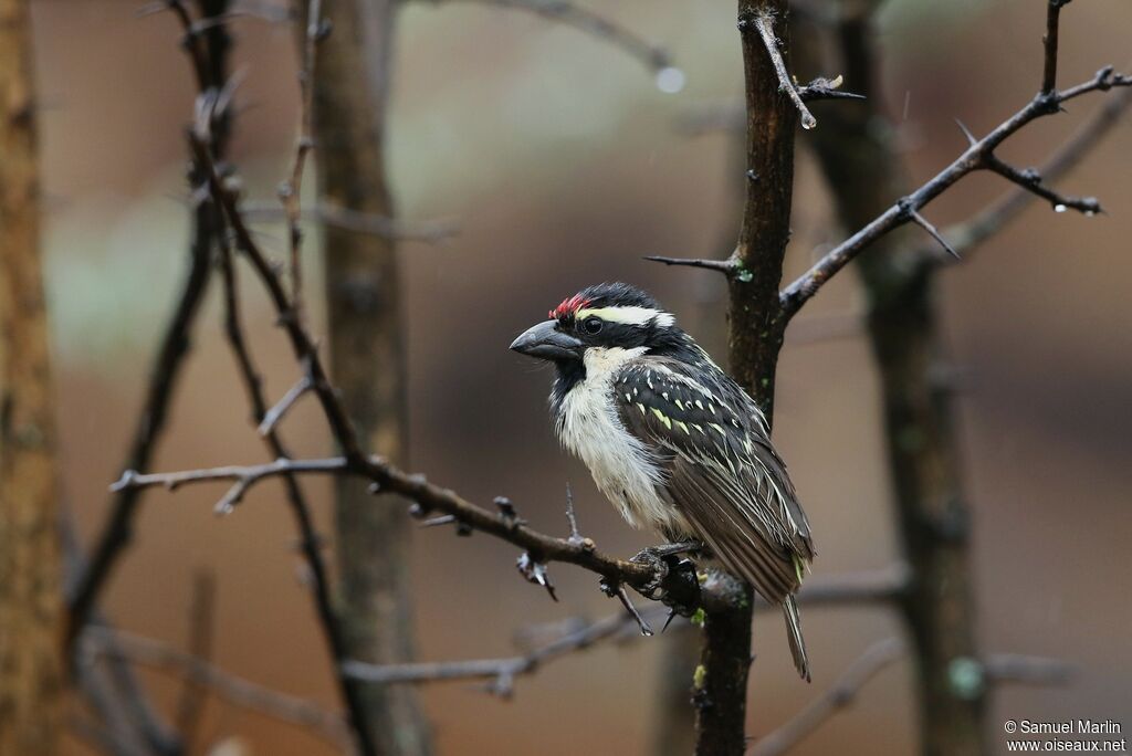 Acacia Pied Barbetadult