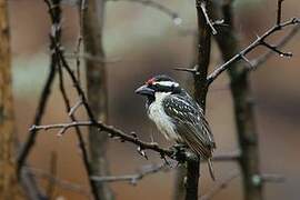 Acacia Pied Barbet