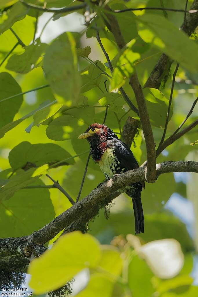 Yellow-billed Barbetadult, pigmentation