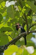 Yellow-billed Barbet