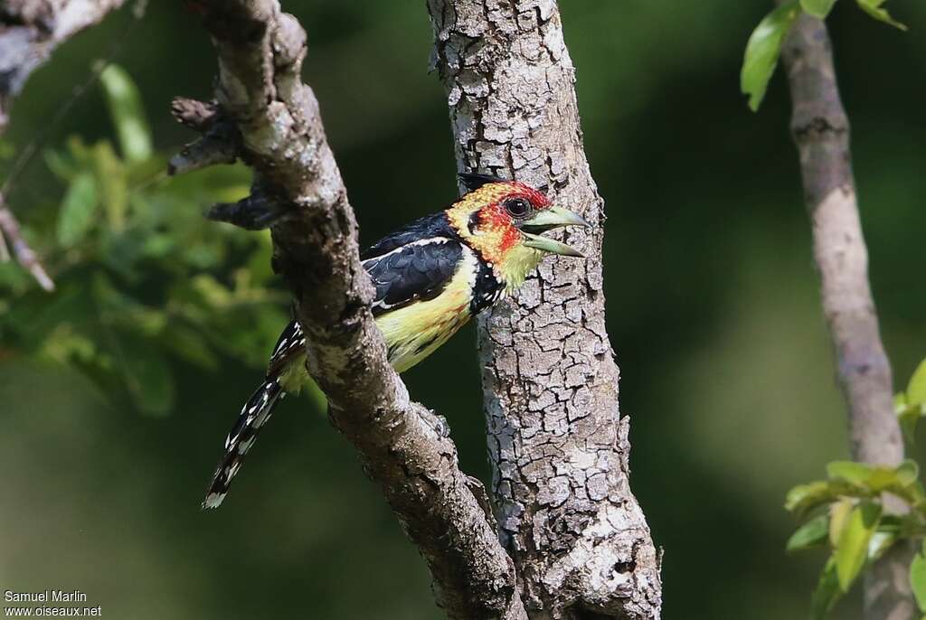 Crested Barbetadult, habitat