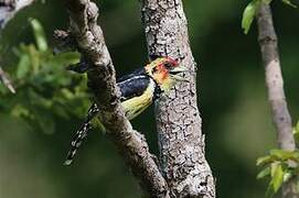 Crested Barbet