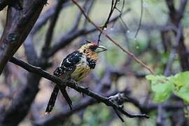 Crested Barbet