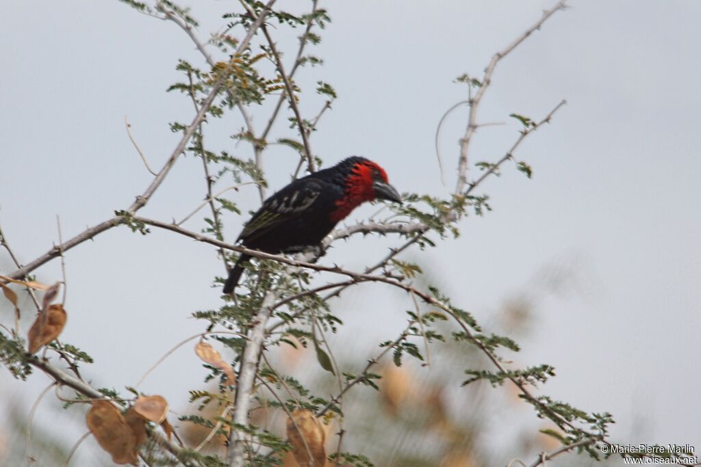 Black-billed Barbet