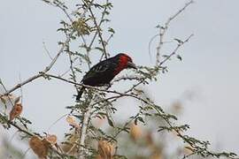 Black-billed Barbet