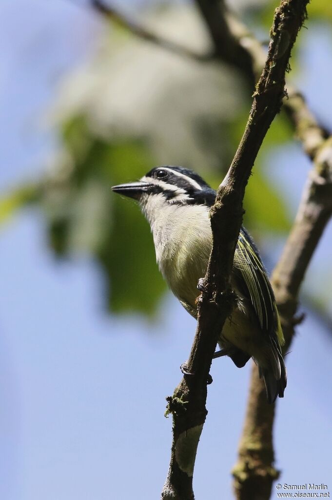 Yellow-rumped Tinkerbirdadult