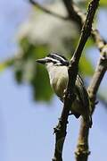 Yellow-rumped Tinkerbird