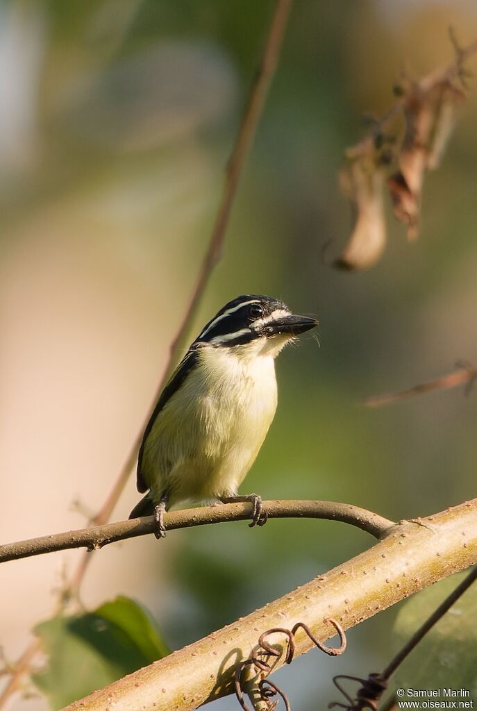 Barbion à croupion jaune