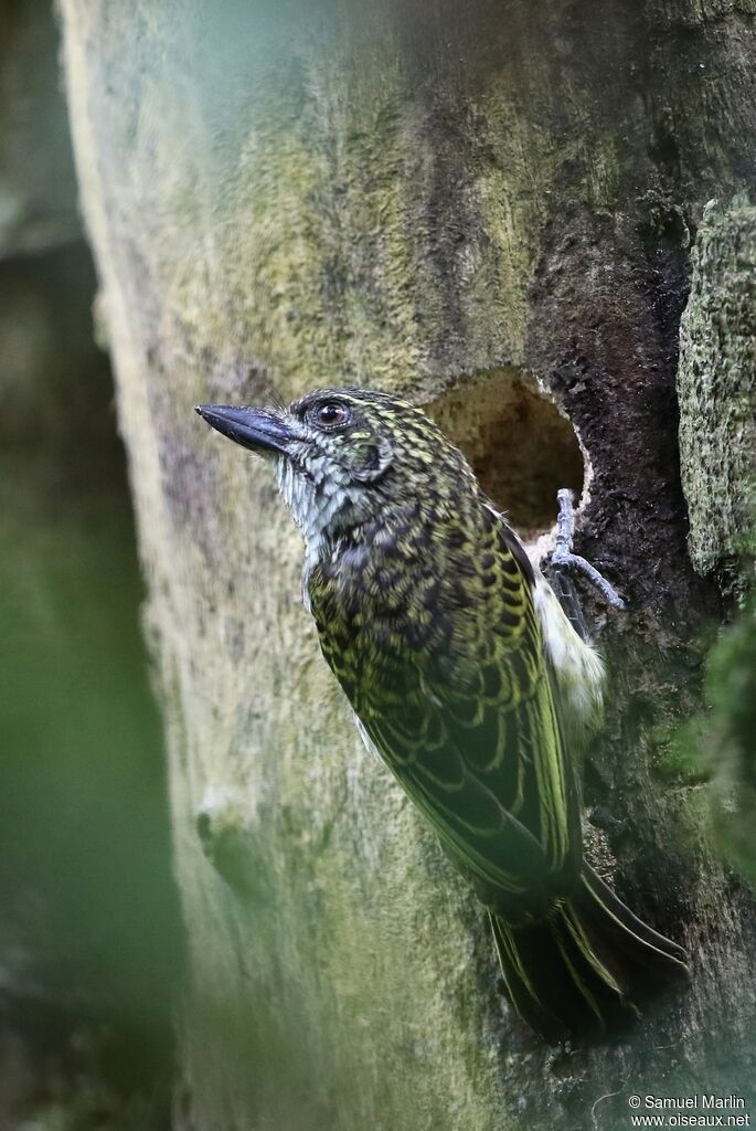 Speckled Tinkerbirdadult