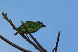 Crimson-fronted Barbet