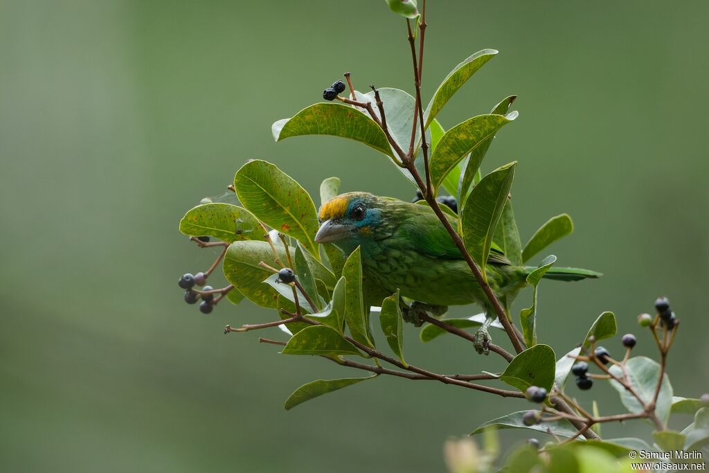 Yellow-fronted Barbetadult